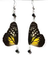 Butterfly Wings